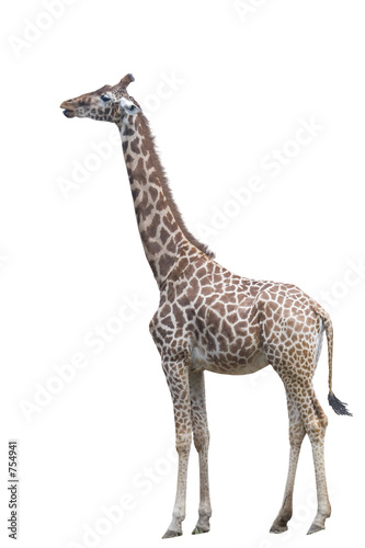 Photography giraffe