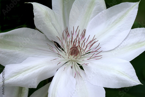 clematis