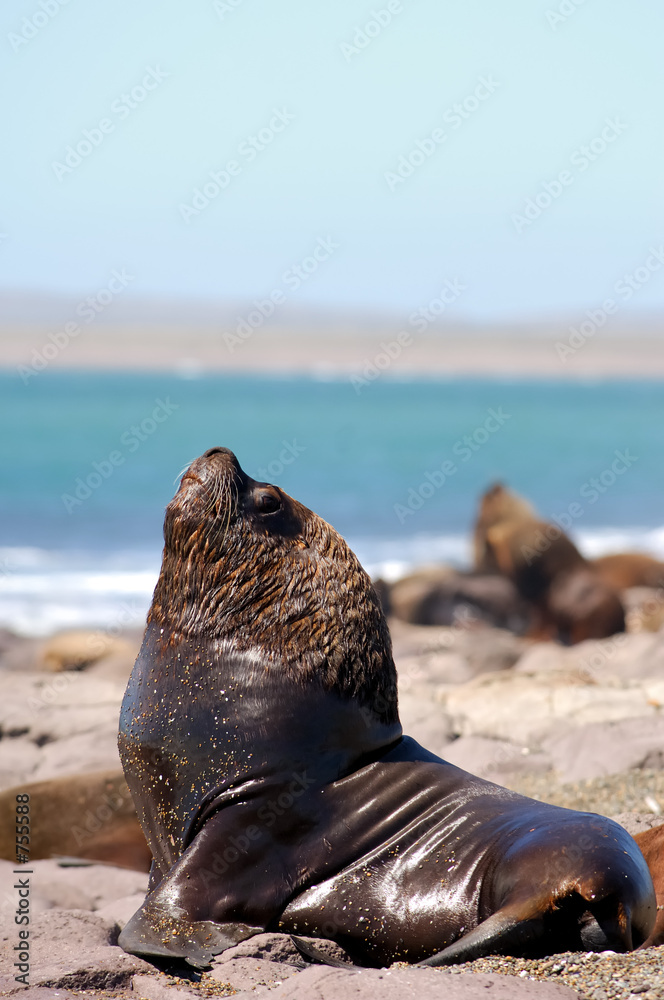 Fotografie lion de mer seau lion