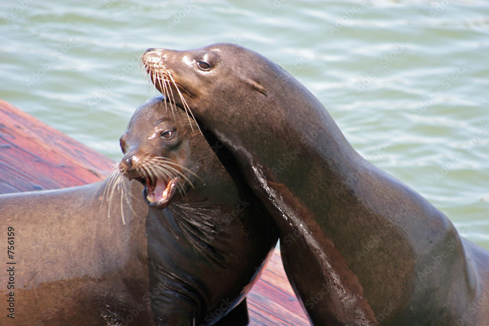 Obraz premium sea lions 11