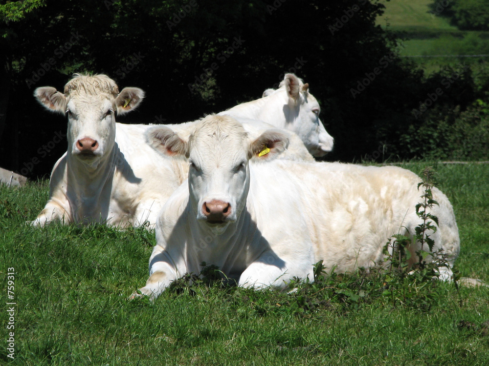Obraz premium cows