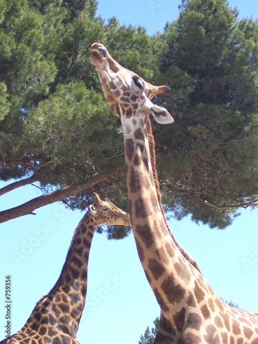 le cou de la girafe photo