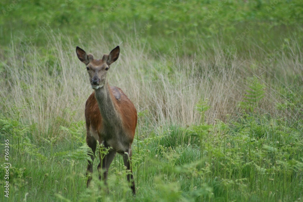 deer deer