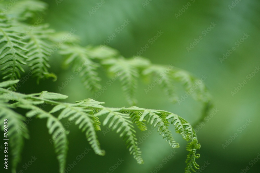 fern leaf fern leaf