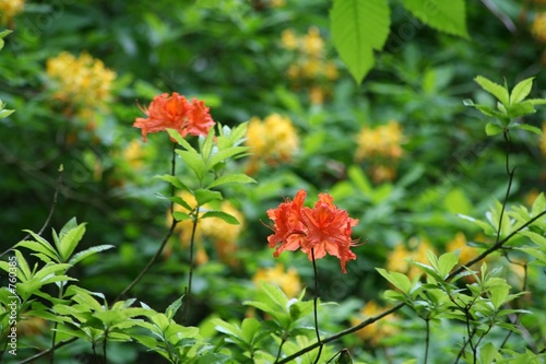 rododendron photo