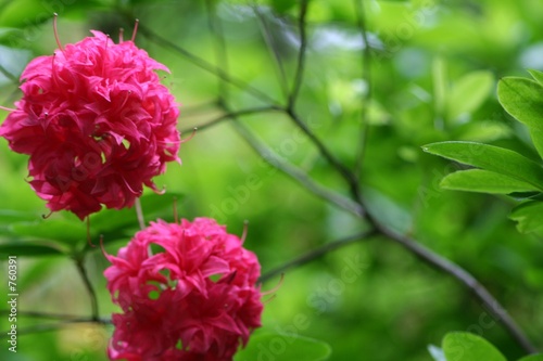 rododendron photo