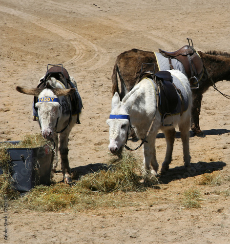 beach donkeys