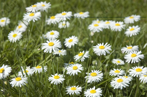 dasies