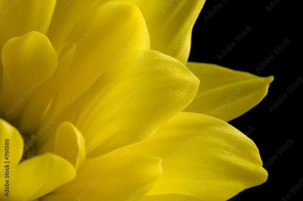 yellow petals yellow petals