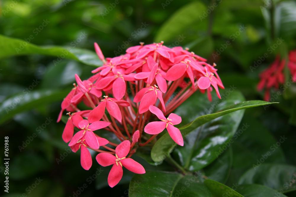 pink flowers on a green plant