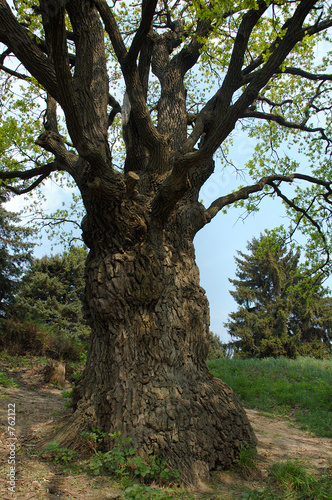 big old oak-tree