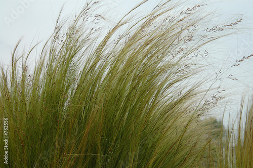 herbes dans le vent