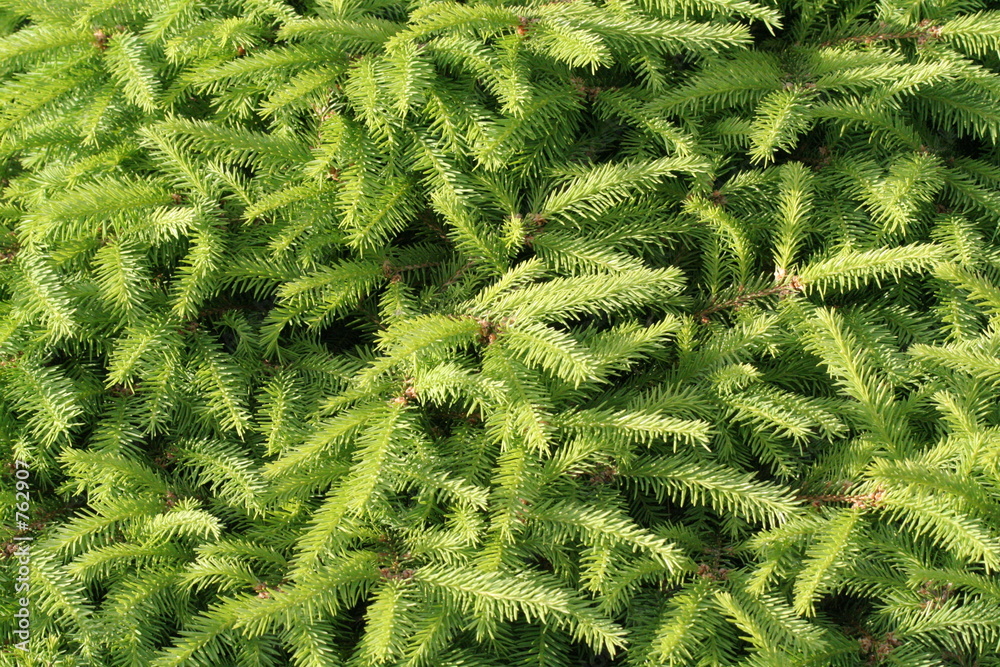 pine branches pine branches