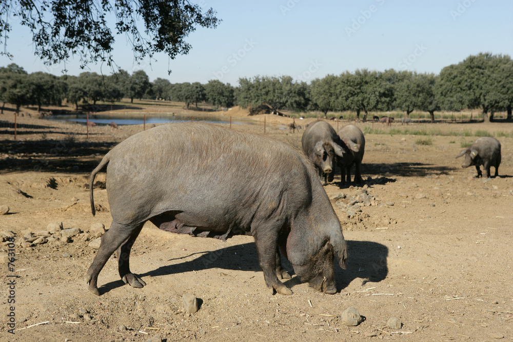 cerda ibérica