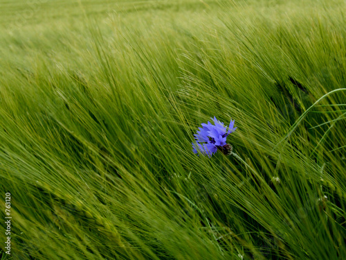 kornblume