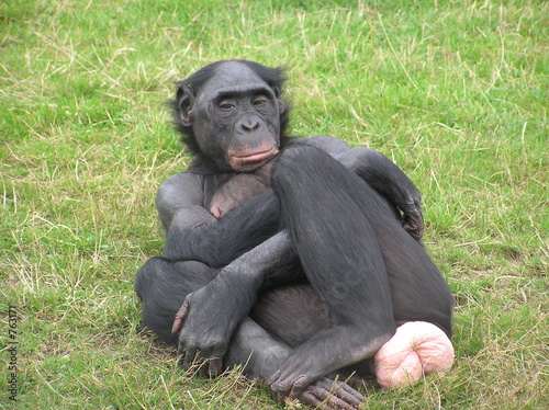 Fototapet chimp