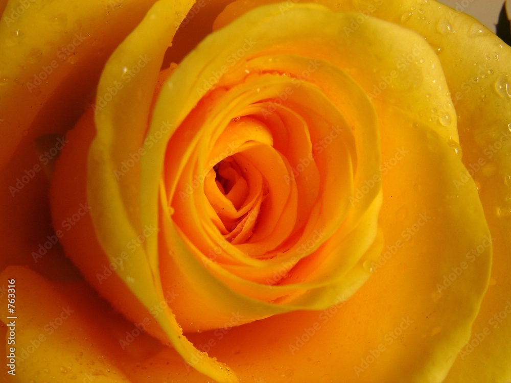 rose macro