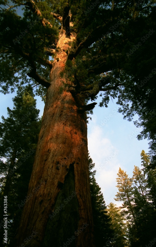 Naklejka premium yosemite valley sequoia