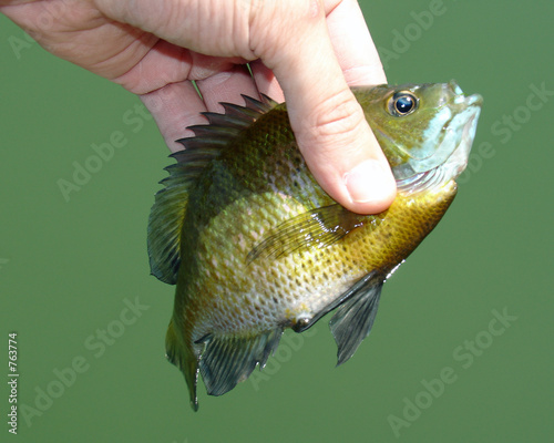 panfish photo