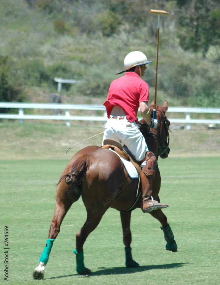 polo player polo player