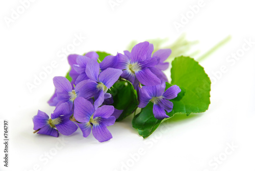 violets on white background