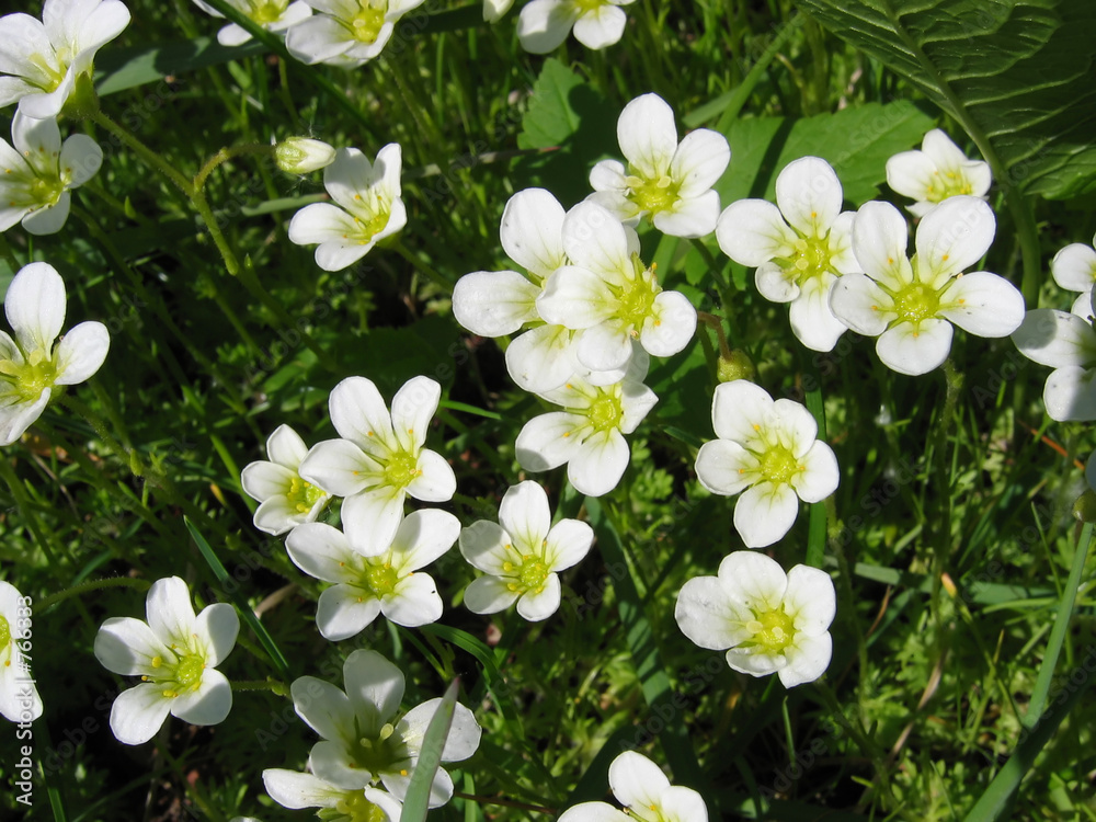 Obraz premium saxifrage