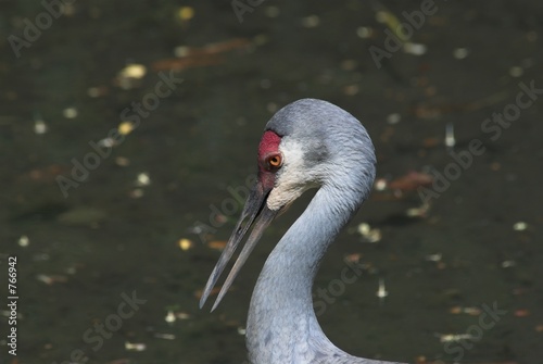 sandhill crane - grus canadensis
