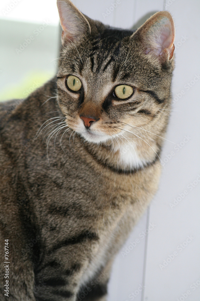 aufmerksame katze aufmerksame katze