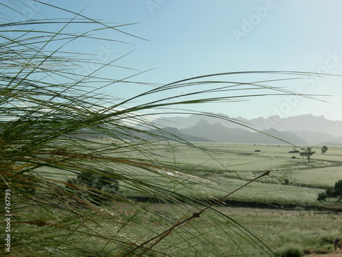 afrika gras