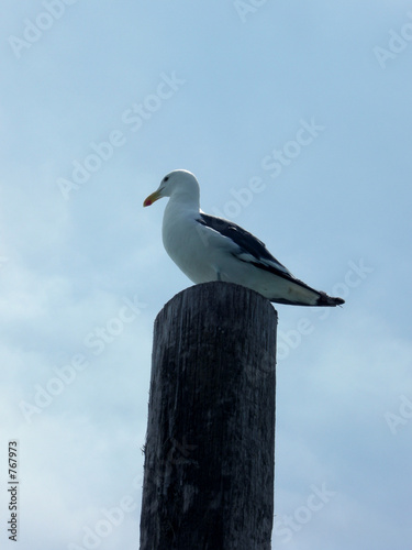 möwe