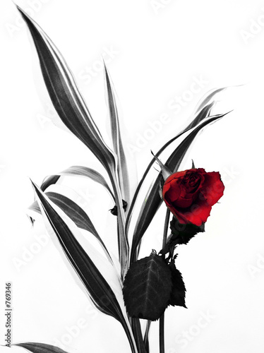 red flower photo