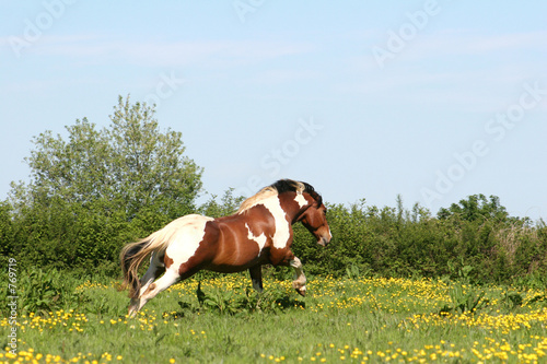galloping horse © sherez