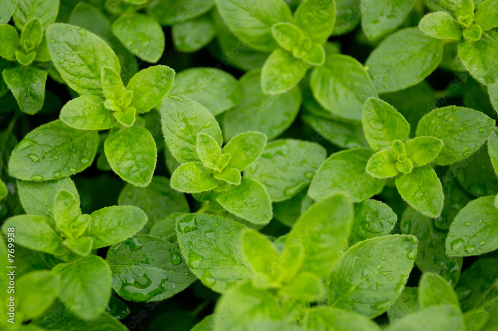 oregano oregano
