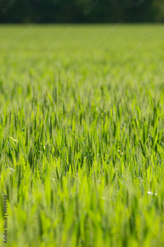 wheat field wheat field