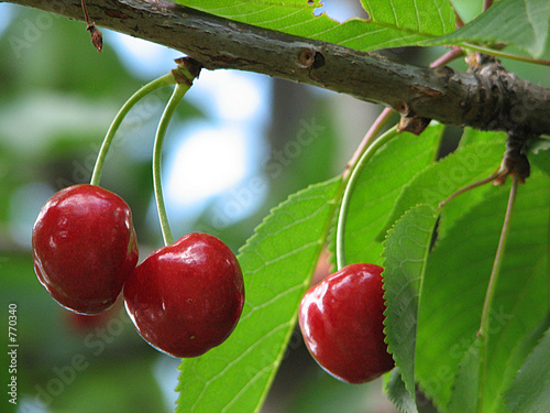 Canvastavla cherry
