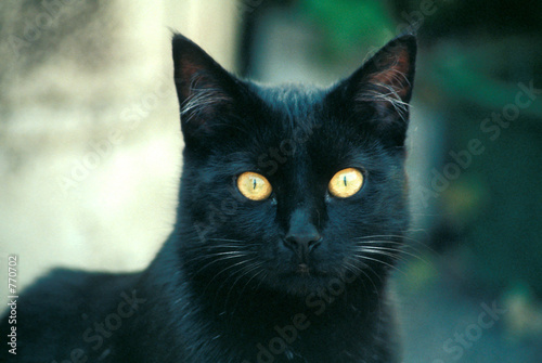 schwarze katze