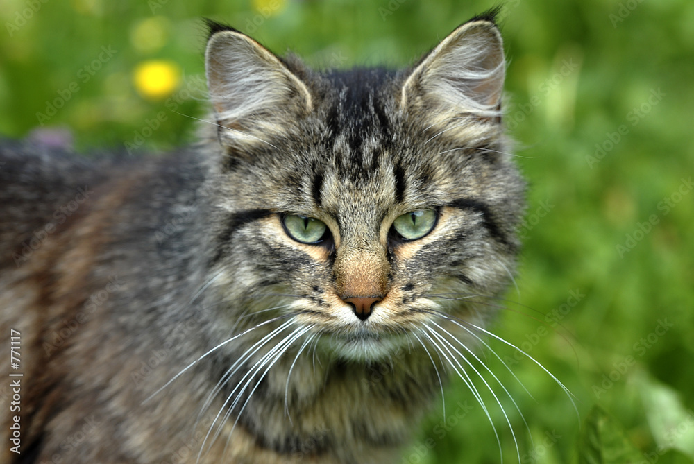 schmusekatze1 schmusekatze1