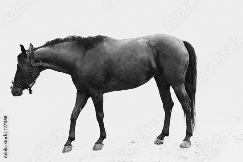 Tableau sur toile horse