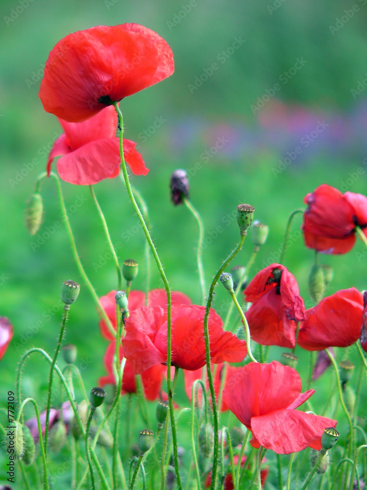 Obraz premium flower