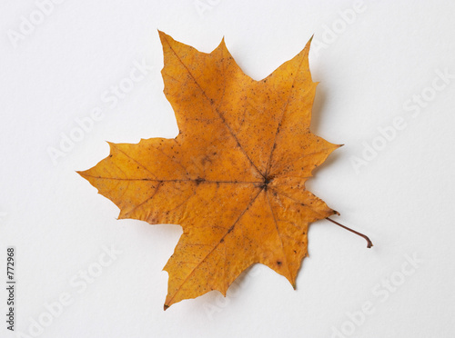 autumn yellow dry maple leaf