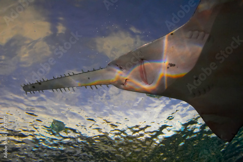 sawfish