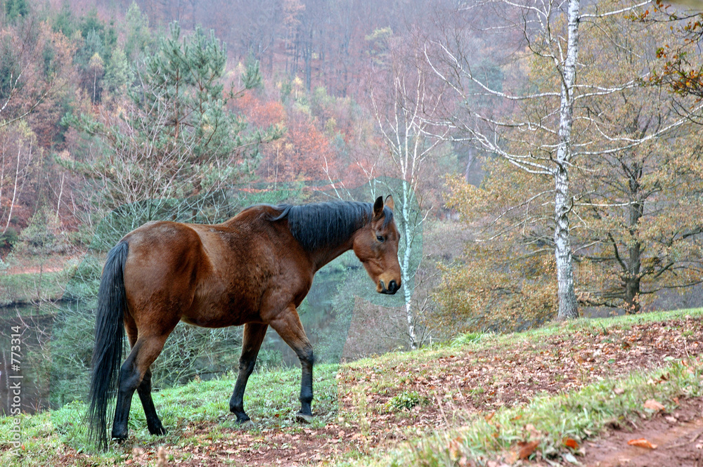 Naklejka premium nature02