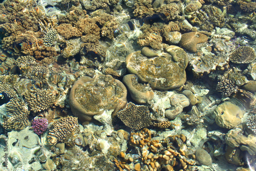 coral and underwater plants coral and underwater plants
