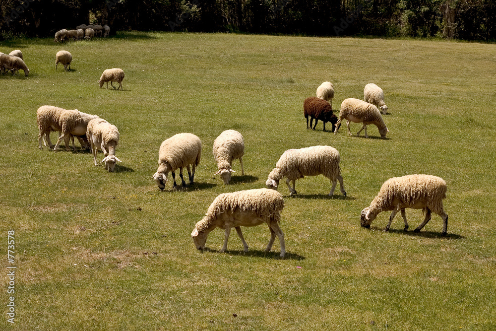 sheep sheep