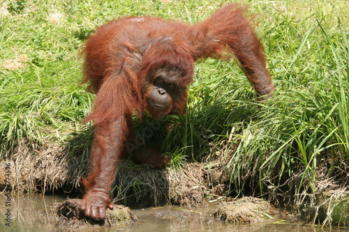 orang outan ramassant de l'herbe