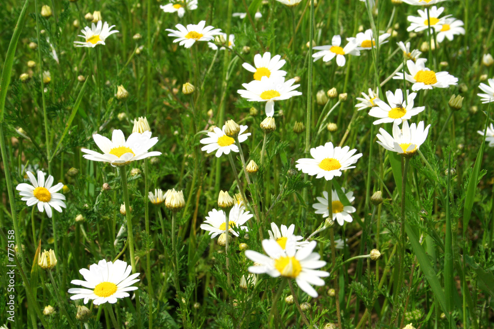 Fototapeta premium blumenwiese