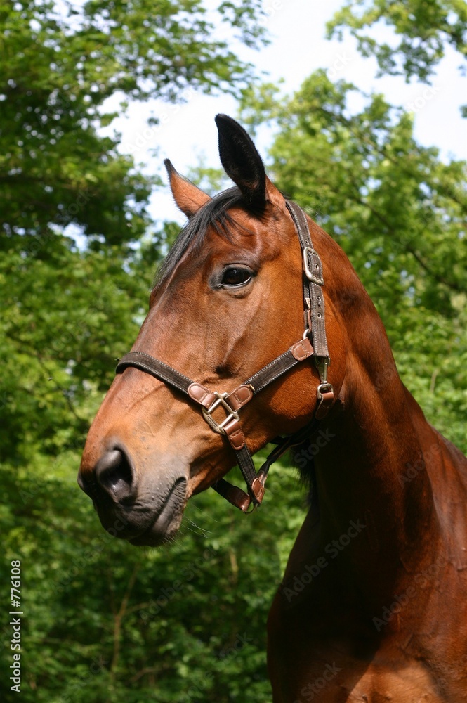 bay horse portrait