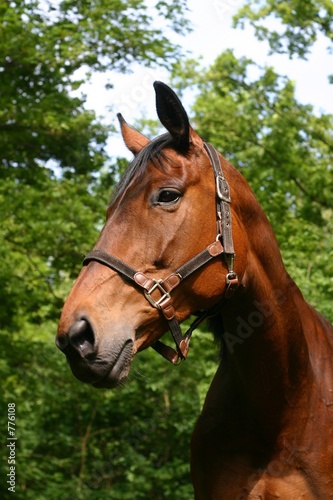 bay horse portrait