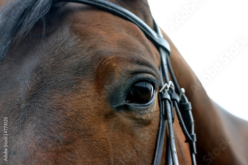 bay horse eye © E. Spek