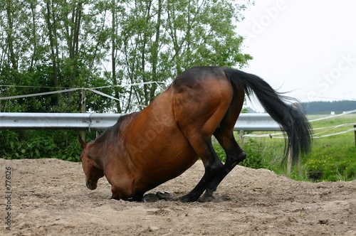 kneeling horse